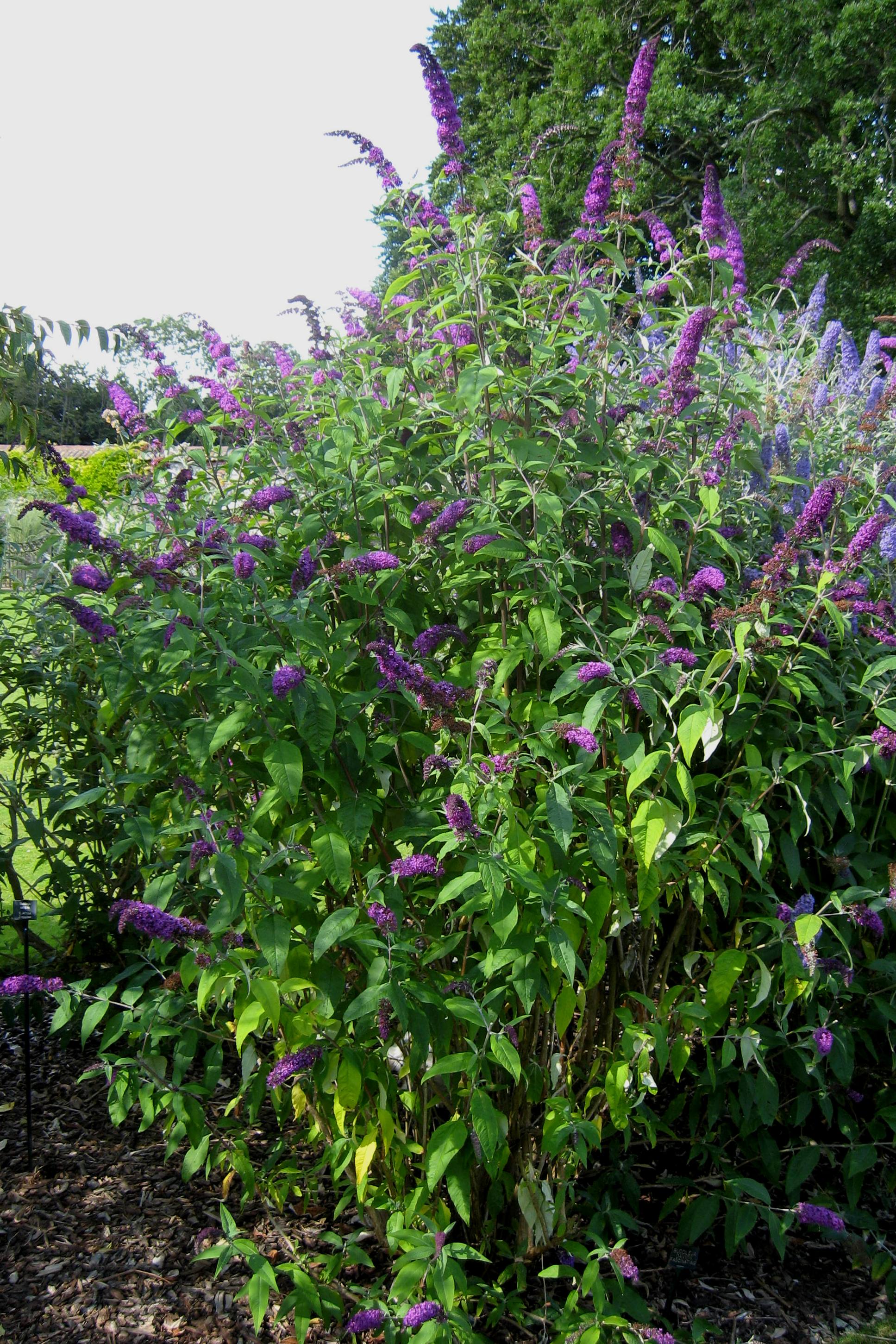 Buddleja davidii 'Fascinating'